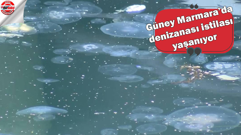 Güney Marmara’da denizanası istilası yaşanıyor