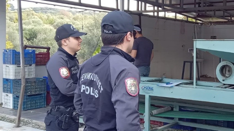 Zeytin bahçelerinde polis göz açtırmıyor