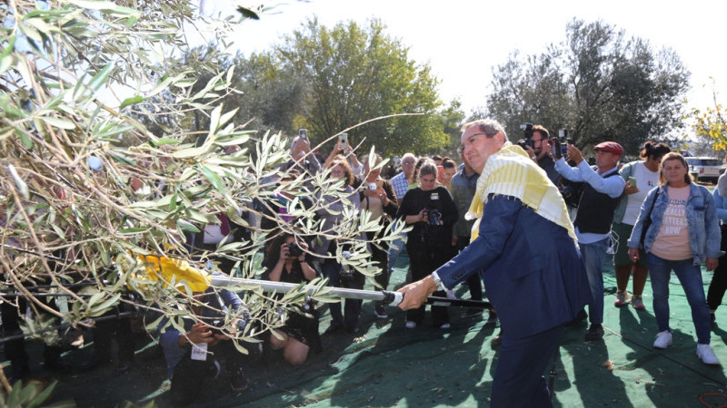 Ayvalık18. Uluslararası Zeytin Hasat Festivali başlıyor