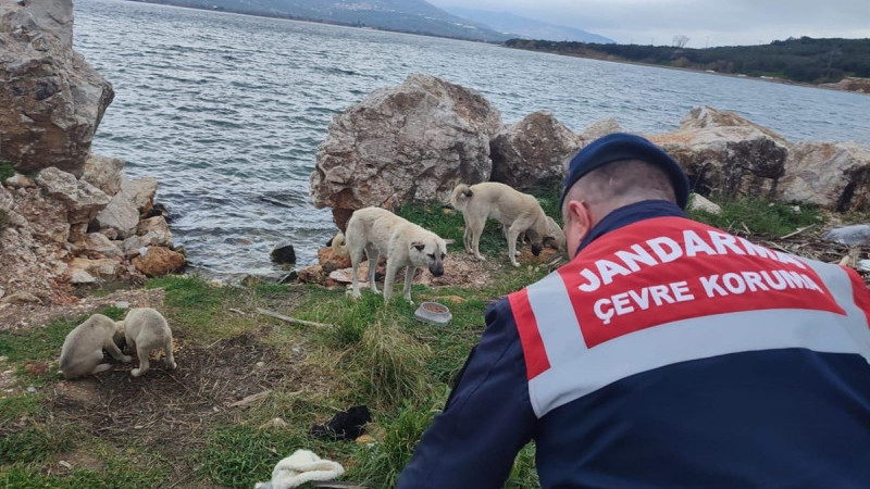 Balıkesir'de Jandarma, Sokak Hayvanlarına büyük destek oluyor..