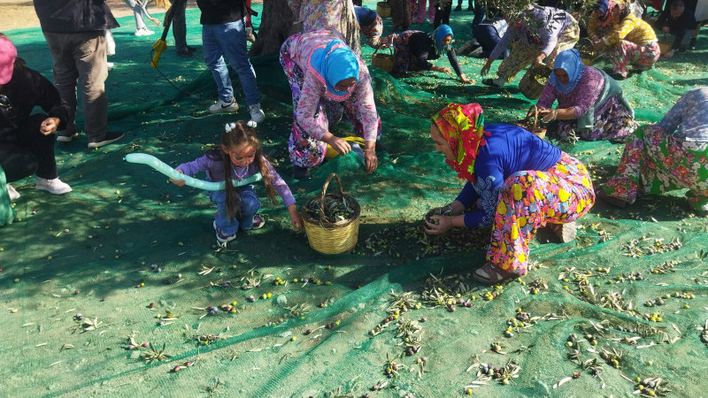 Ayvalık'ta Zeytin Hasat Festivali coşkulu bir açılış ile başladı